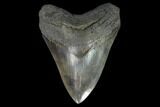 Serrated, Upper Megalodon Tooth - Beastly Tooth #127742-1